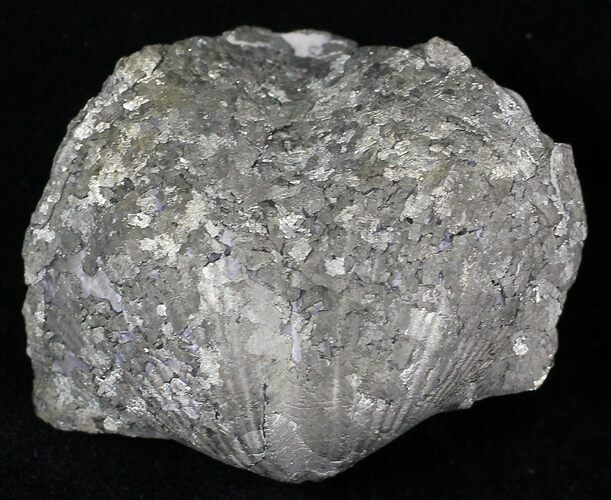 Large Pyrite Replaced Brachiopod - Silica Shale #21091